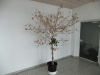 baumrettung_01