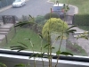 Mimose im Lechuza Mini-Cubi Blüten