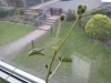 Mimose im Lechuza Mini-Cubi Blüten