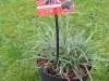 Gartenbromelie