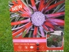 Fascilularia bicolor