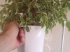 Lechuza Deltini mit Ficus Wurzeln