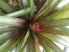 Tillandsia cyanea Entwicklung Hochblatt