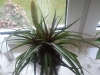 Tillandsia cyanea Entwicklung Hochblatt