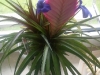 Tillandsia cyanea Blüte