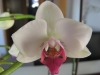 Orchidee in Blüte