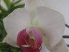 Orchidee in Blüte