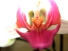 Orchidee in Blüte