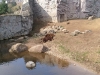 baer_01