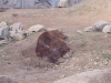 baer_02