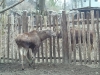 elch