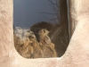 erdmaennchen