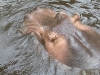 nilpferd